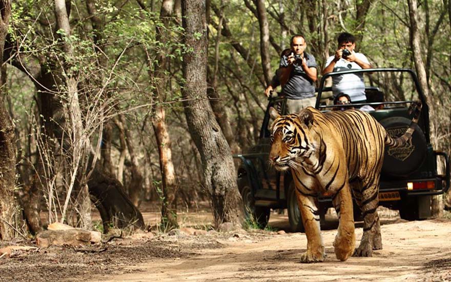 Bengal Tiger ranthambhore