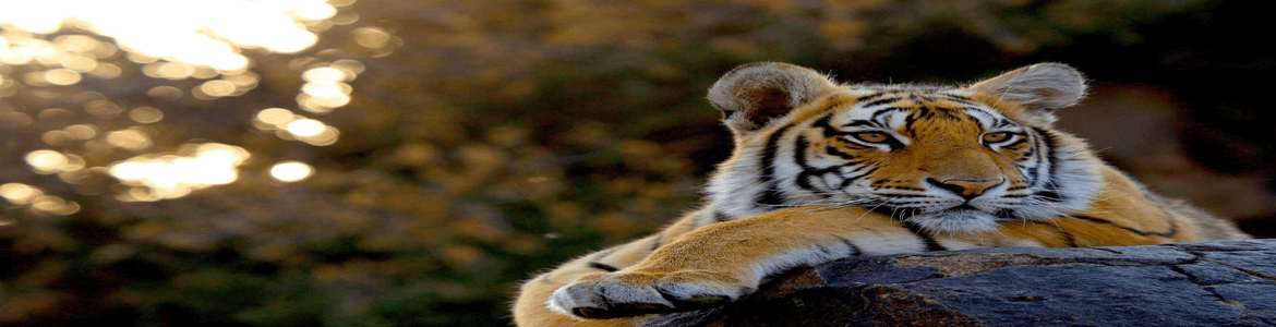 Wildlife Safari