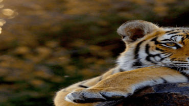 Wildlife Safari