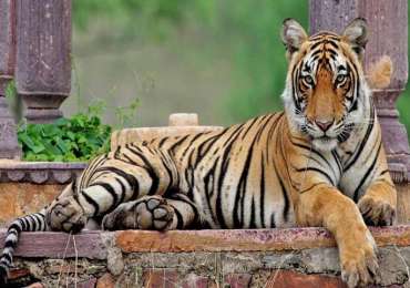Central India Wildlife Tour