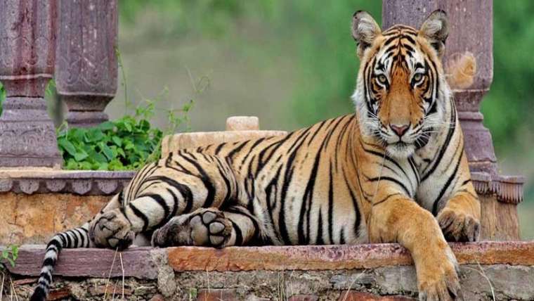 Central India Wildlife Tour