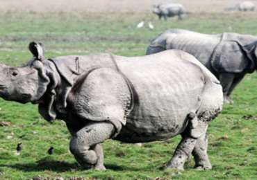 East India Wildlife Tour