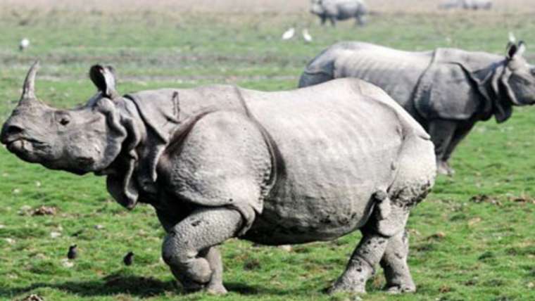 East India Wildlife Tour