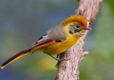 North India Birding Tour