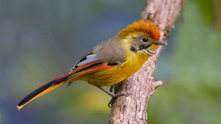 North India Birding Tour