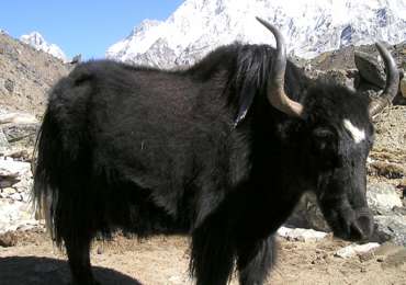 Himalaya Wildlife Tour