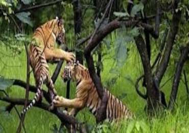 North India Wildlife Tour