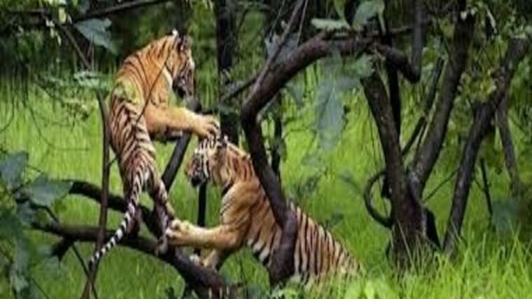Top 10 Best Indian Wildlife Sanctuaries