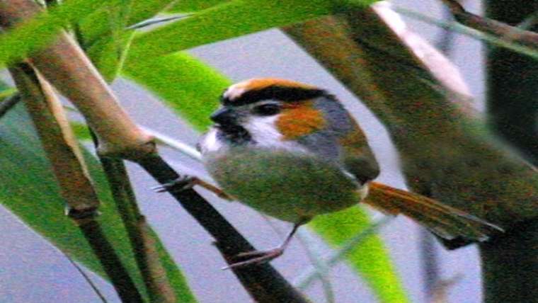 Bird Watching Tour Bhutan