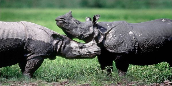 Wildlife
