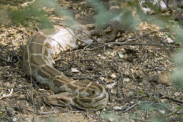 Where to find Cobra and Python in India?