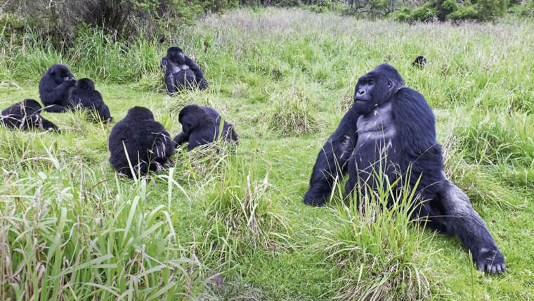 Gabon Gorilla Trekking And Safari