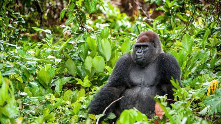 Gabon: Gorillas And More