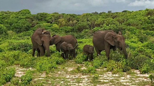 Journey To Loango National Park