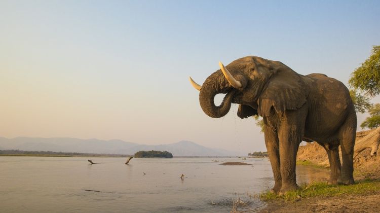 South Luangwa & Lower Zambezi Safari