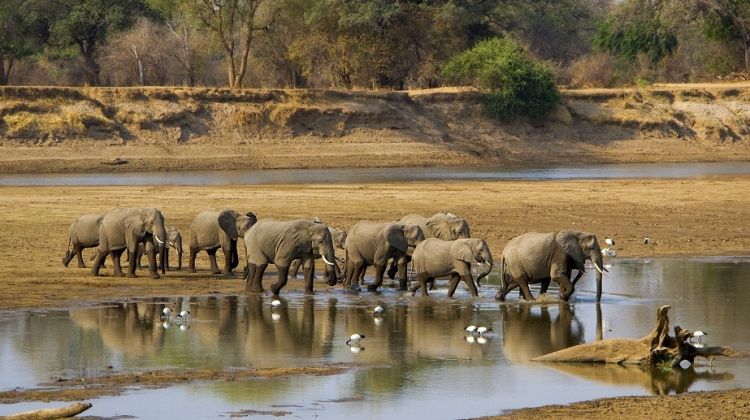 Zambia Wildlife Safari Holiday