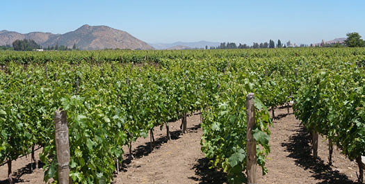 Chile Wine Adventure