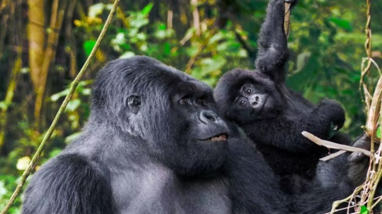 Gorilla Trekking & Big Cat Safari