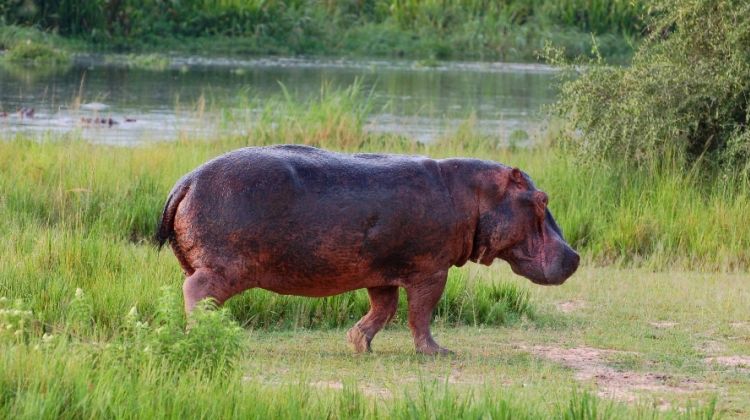 Uganda Wildlife and Activity Tour