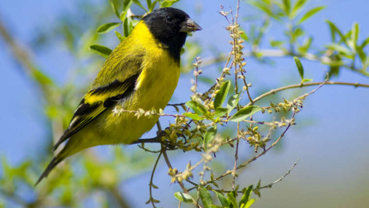Uruguay Bird Watching Tour & Montevideo Trip