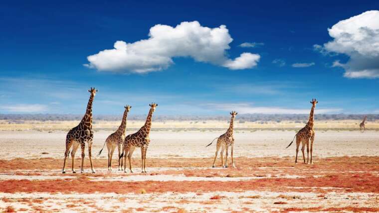 Hwange National Park and Victoria Falls Combo