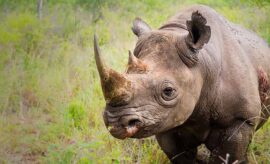 swaziland-8
