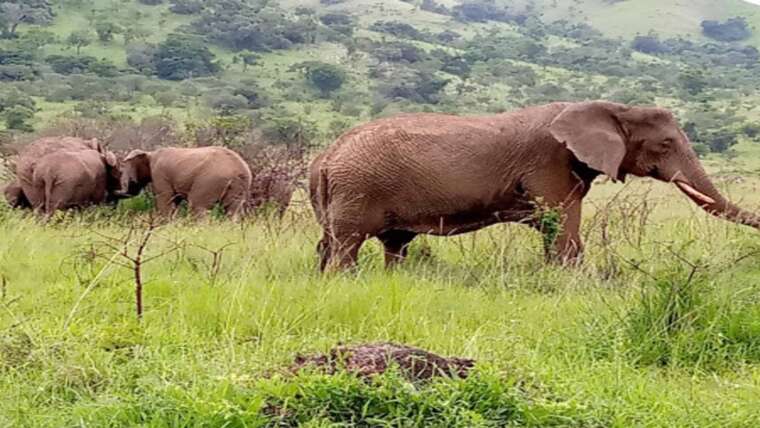 Big 5 & Big Cats in Rwanda Wilderness