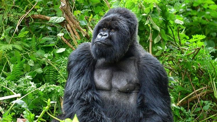 Gorilla Trek & Wildlife Safari