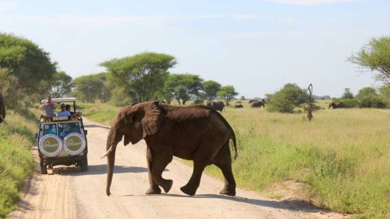 Kilimanjaro Summit on the Marangu Route & Camping Safari