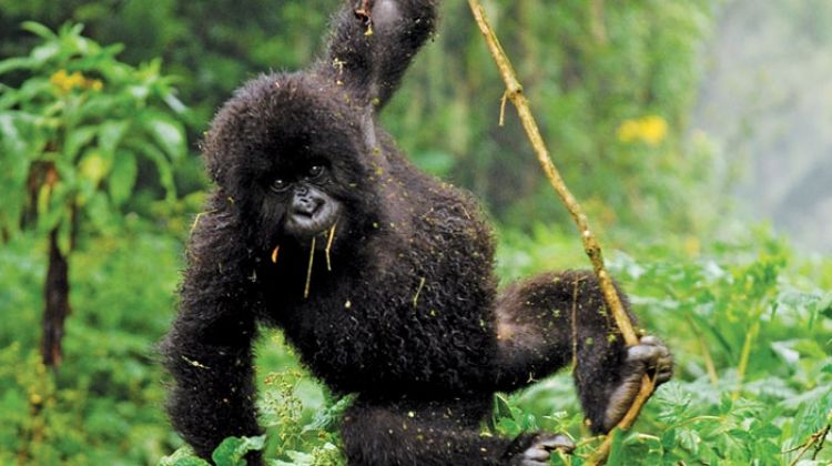 Rwanda Primates Safari