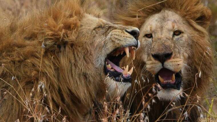 The Serengeti Trail