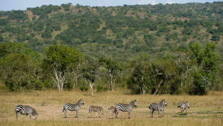 Wild Encounters in Rwanda