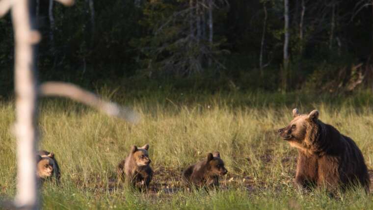 Wild Finland
