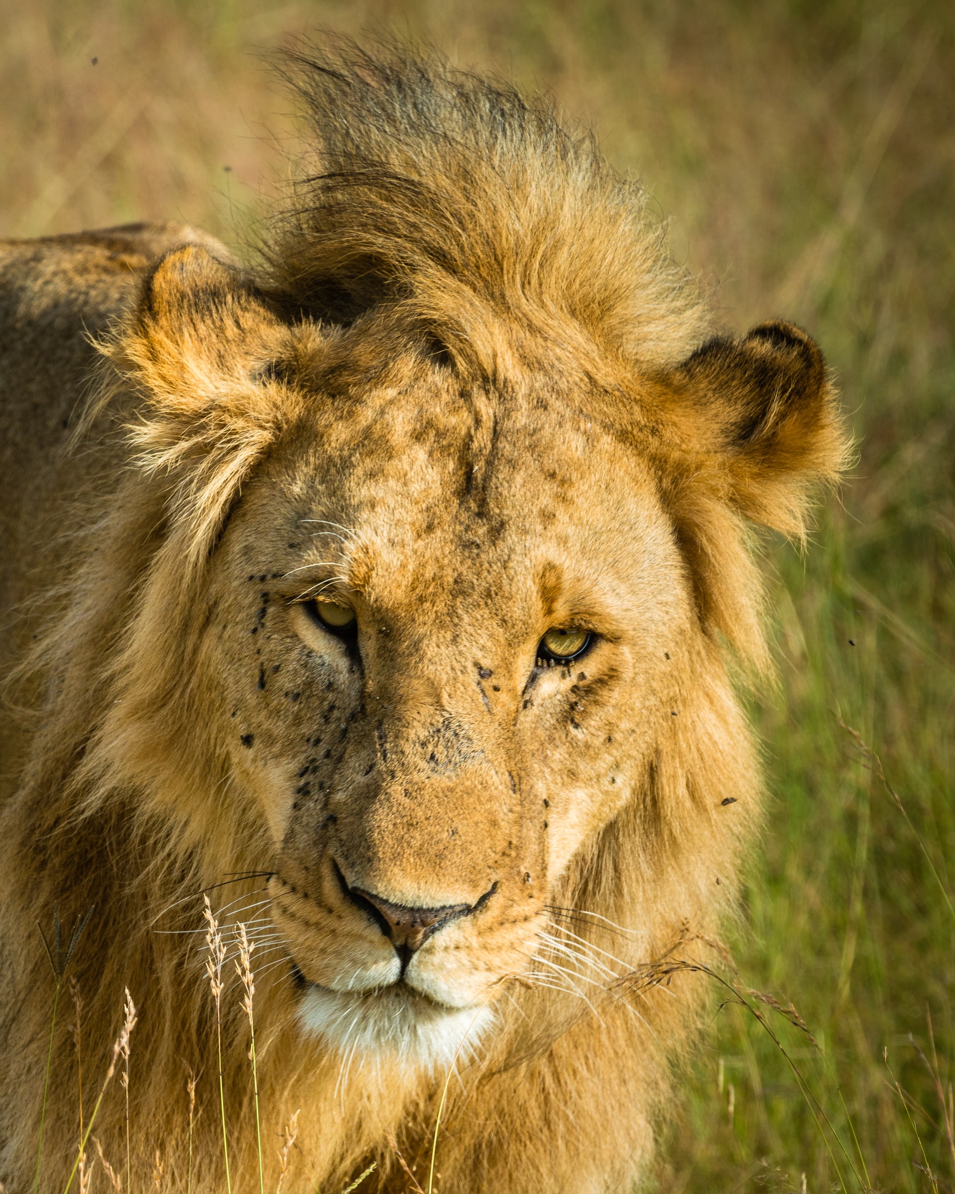 kenya-safari