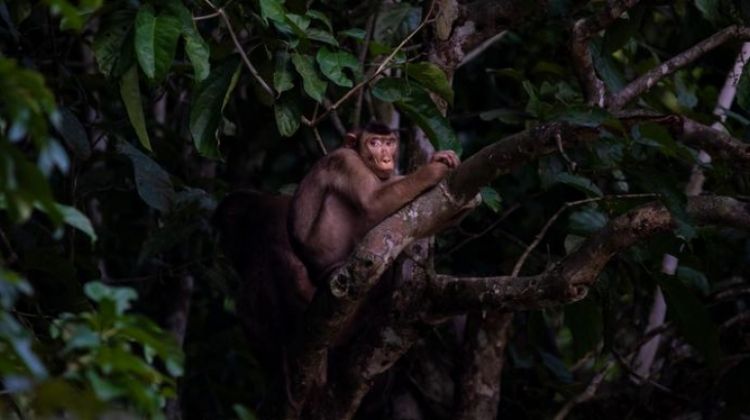 Borneo – East Sabah Adventure