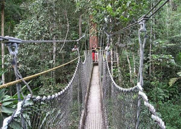 Guyana Jungle Survival